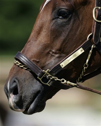 capt.ny11501291733.barbaro_death_ny115.jpg